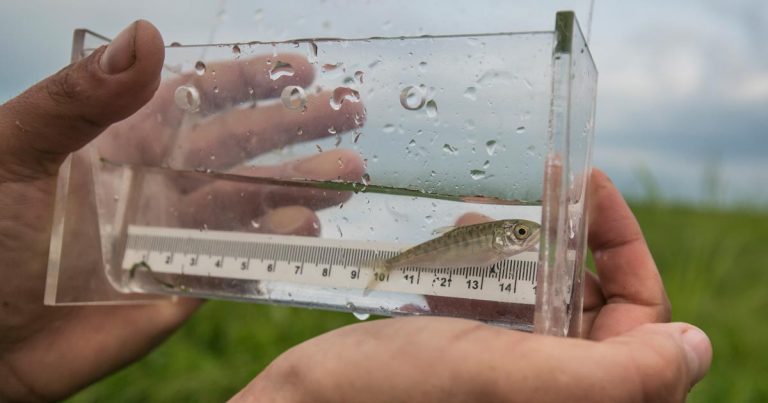 Dave Scott holds a small salmon fry in a measuring device on the Lower Fraser.