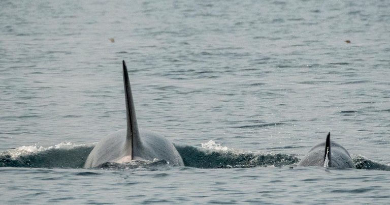 Killer Whales versus Trans Mountain pipeline – decision time