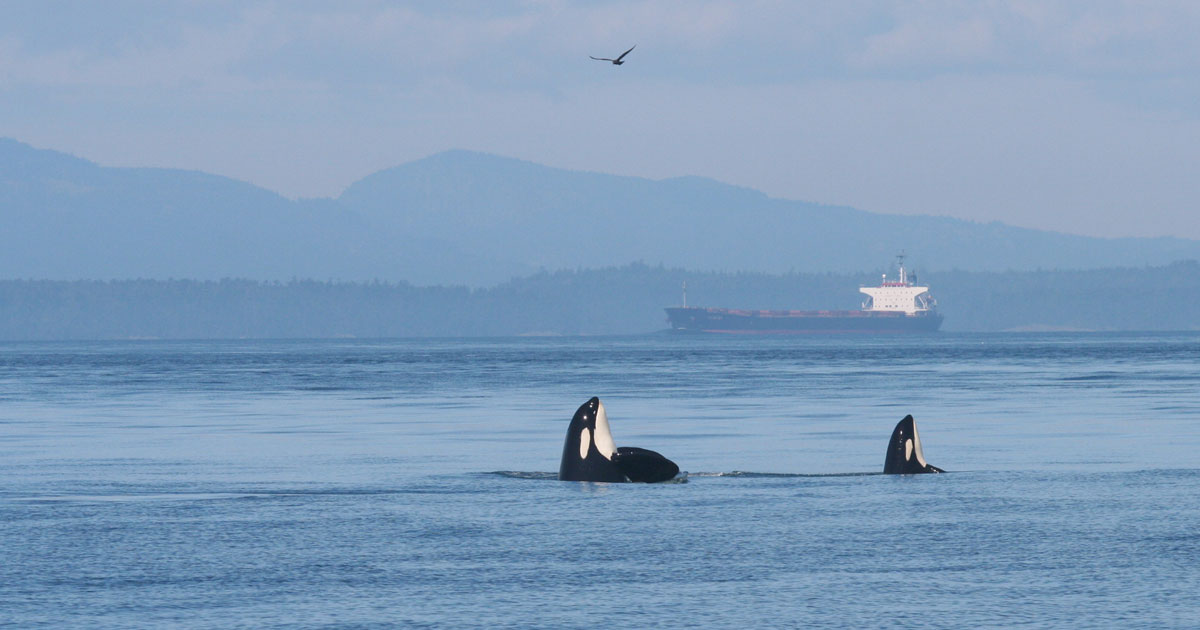 Southern Resident killer whales spy hop with oil tankers in the background.
