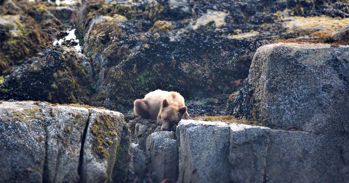 A juvenile Grizzly bear (Ursus arctos) rests between mussel-munching sessions.