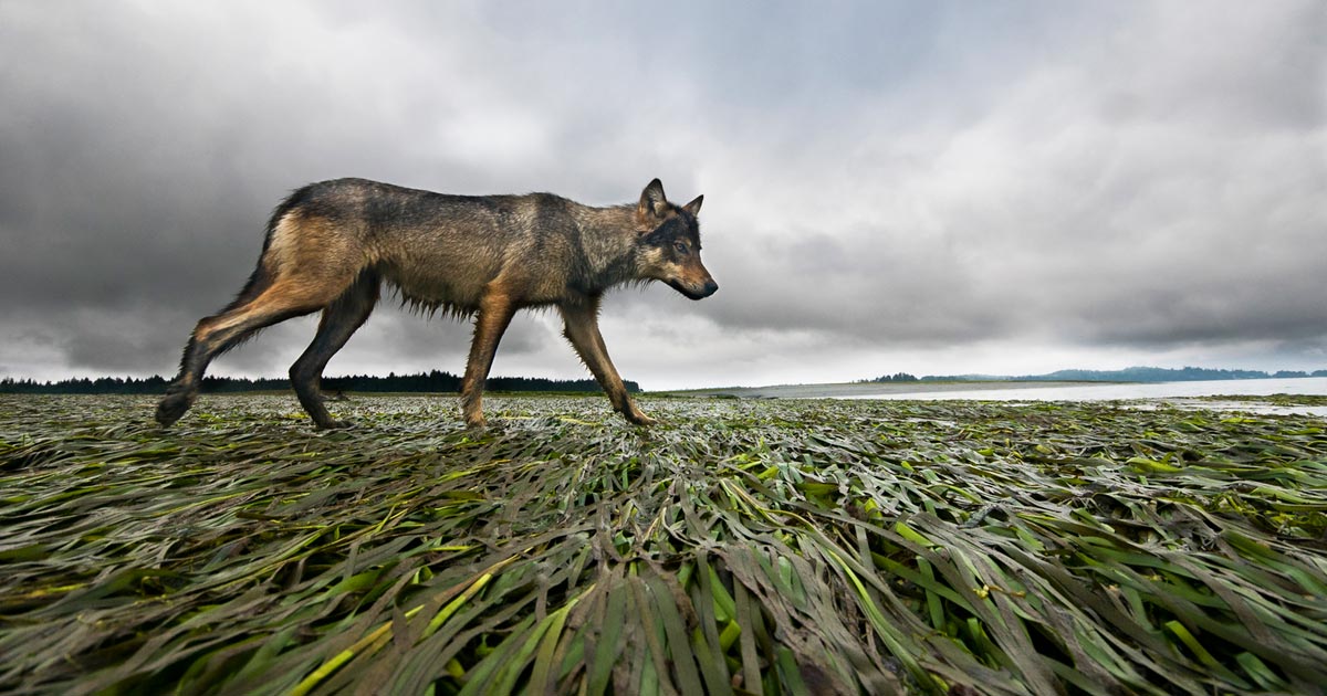 A wolf trots across the eel grass in the estuary.