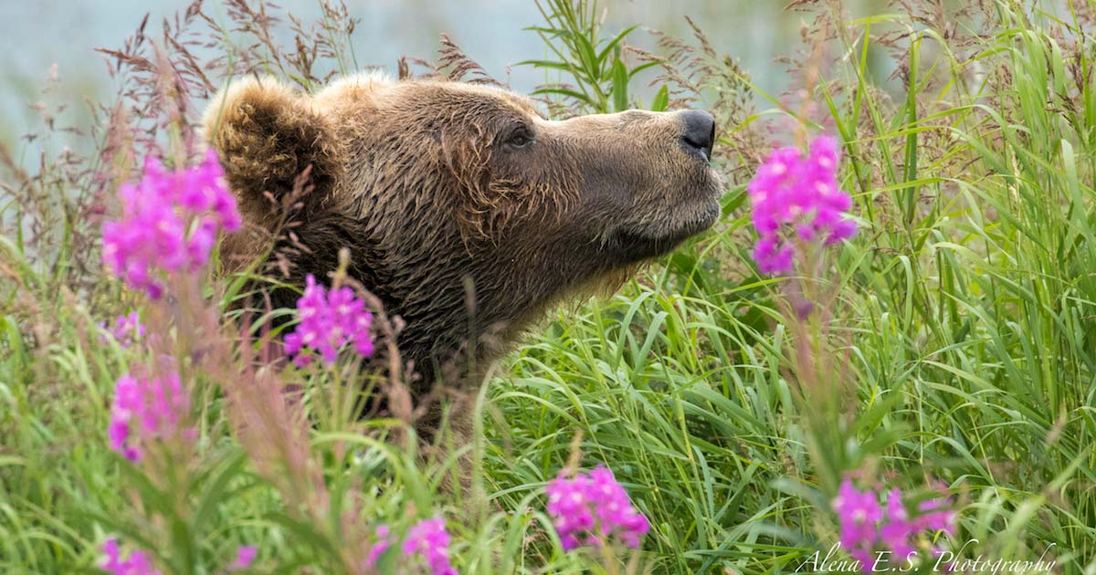 A grizzly bear stands in the neck and head deep fireweed, sniffing the air.