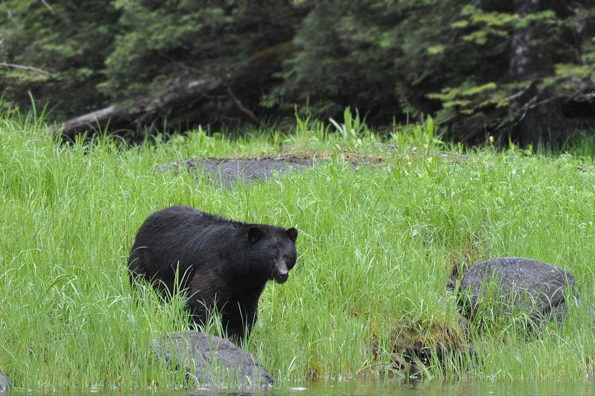 A black bear walk down through the long grass to get to the water.