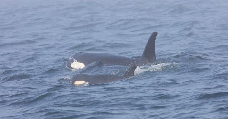 Population Viability Analysis of Southern Resident killer whales