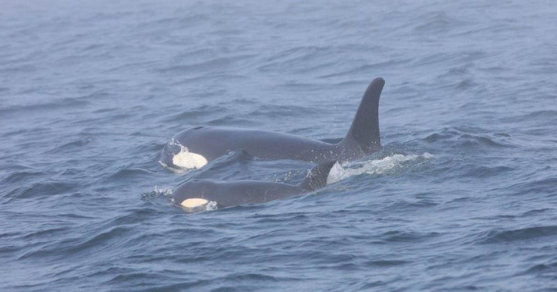 Two orca whales swimming in the ocean.