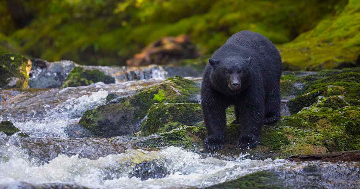 A black bear stands on mossy rocks at the river's edge.