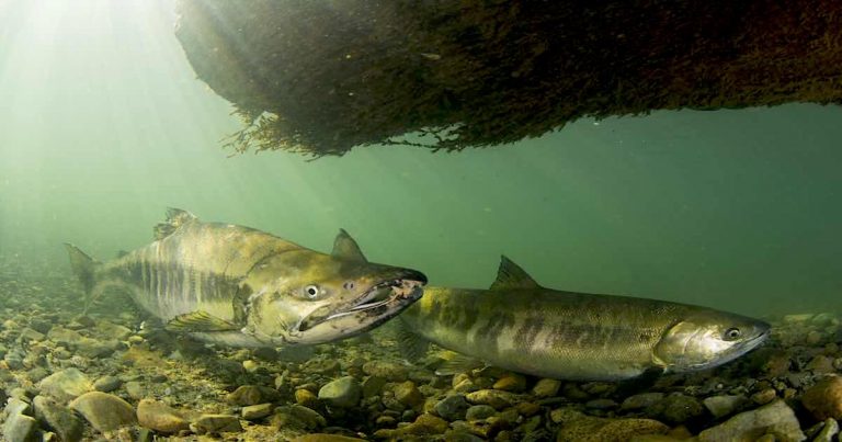 Ghost Runs: Management and status assessment of Pacific salmon returning to British Columbia’s central and north coasts.