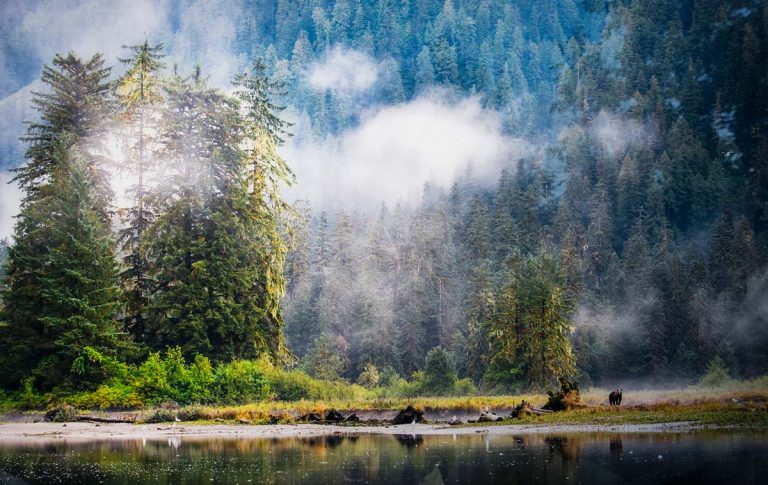 A Grizzly bear rests on the shores of the Great Bear Rainforest.