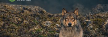 A wolf sits in the intertidal zone and stares out: Safeguard Coastal Carnivores.