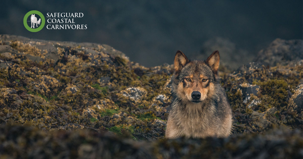A wolf sits in the intertidal zone and stares out: Safeguard Coastal Carnivores.