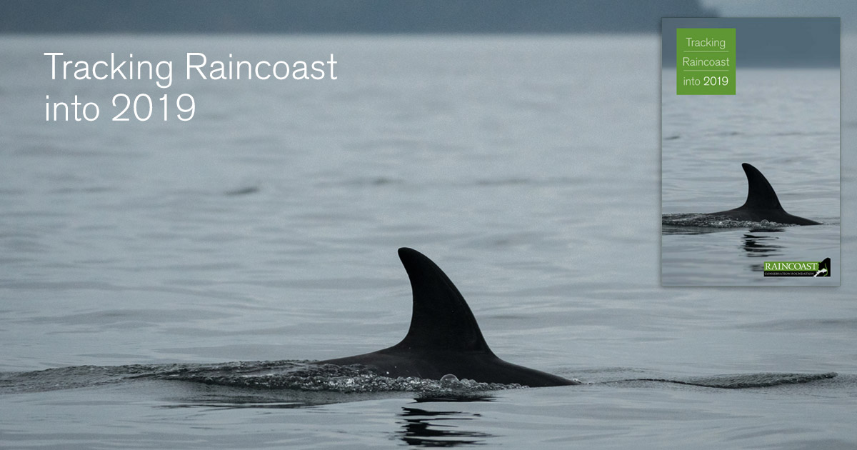Tracking Raincoast into 2019: J50 swims slowly in the Salish Sea.