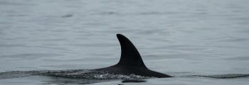 A Southern Resident killer whales, J50, glides through the water in the Salish Sea.