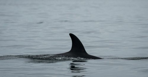 A Southern Resident killer whales, J50, glides through the water in the Salish Sea.