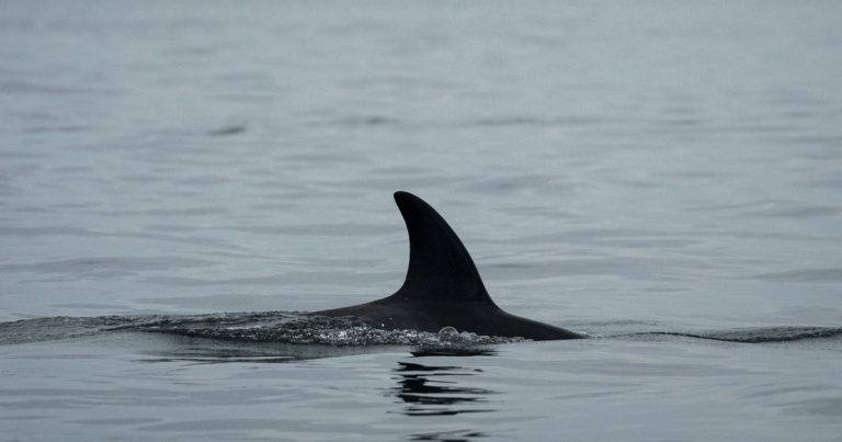 Chinook salmon, 74 killer whales, and the future of the Salish Sea