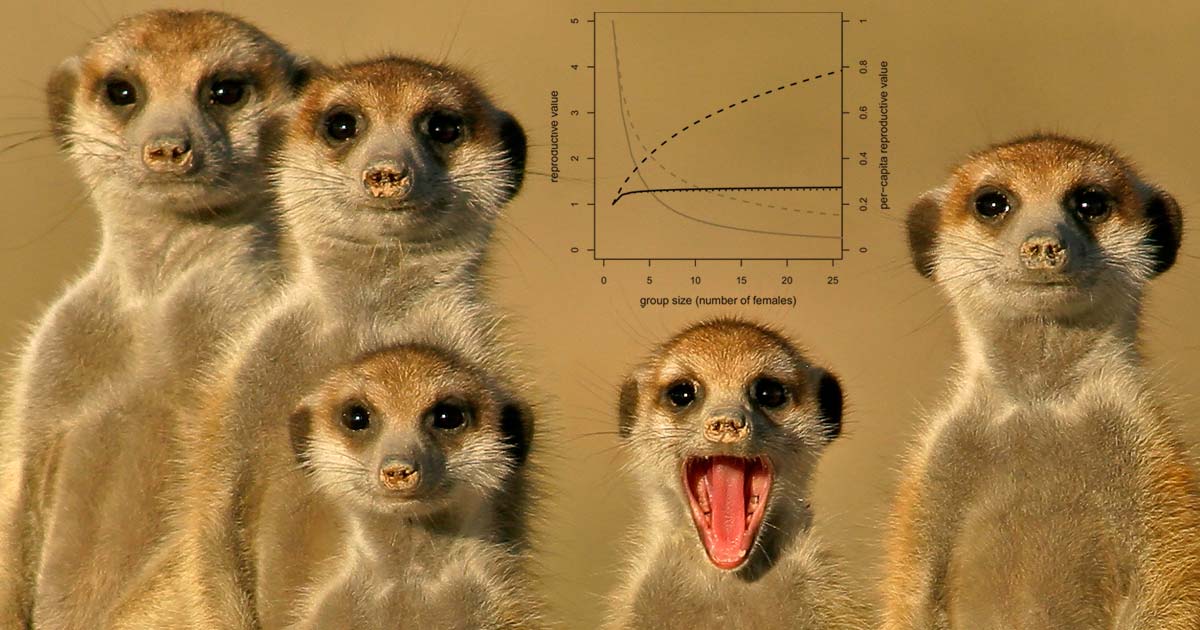 A group of lemurs wit one lemur with its mouth open and a population graph on a tan background.