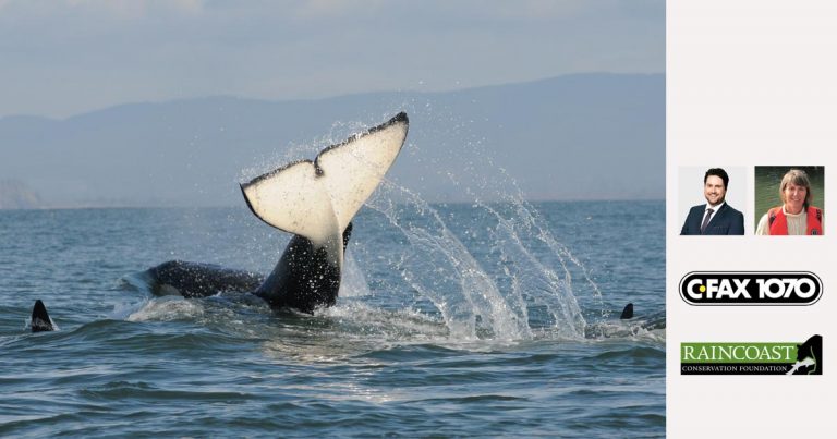 L124 is the newest member of the Southern Resident killer whales