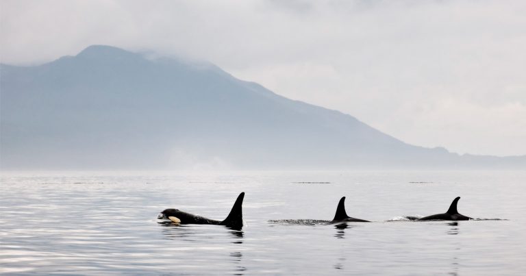 Southern Resident killer whales need more than luck