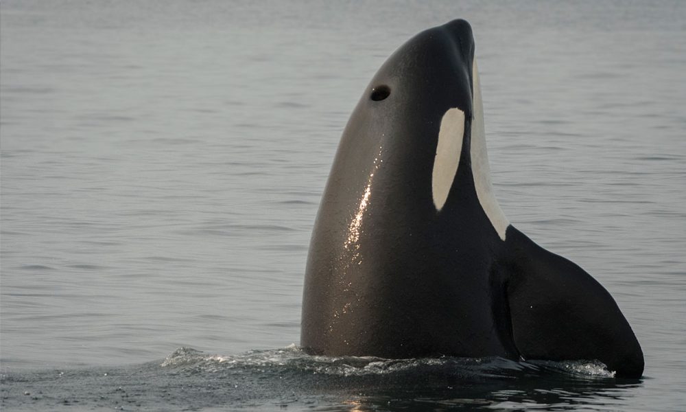 J16 spy hops: Southern Resident killer whale.