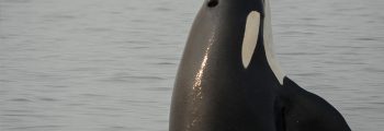 J16 spy hops: Southern Resident killer whale.