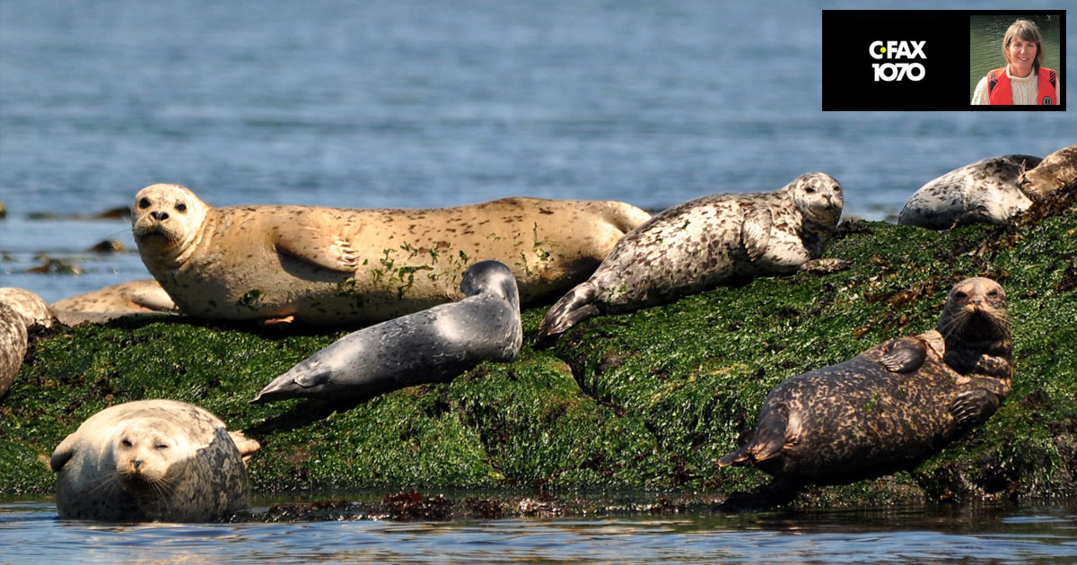 Seals hanging out on a rocky outcropping, soaking up some sunshine.