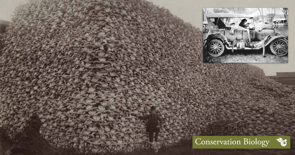 A giant pile of bison bones loom over a person standing beside it.