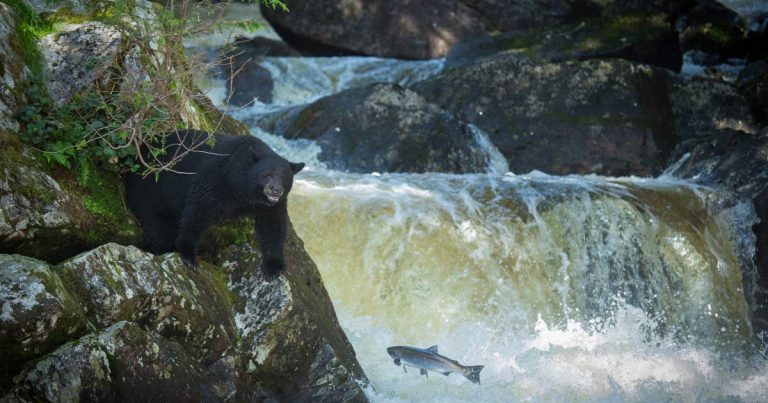 Diversity of salmon species a necessary metric to understanding how bears feed