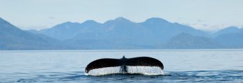 Humpback whale fluke breeches the water as the whale dives in the Pacific off the Great Bear Rainforest.