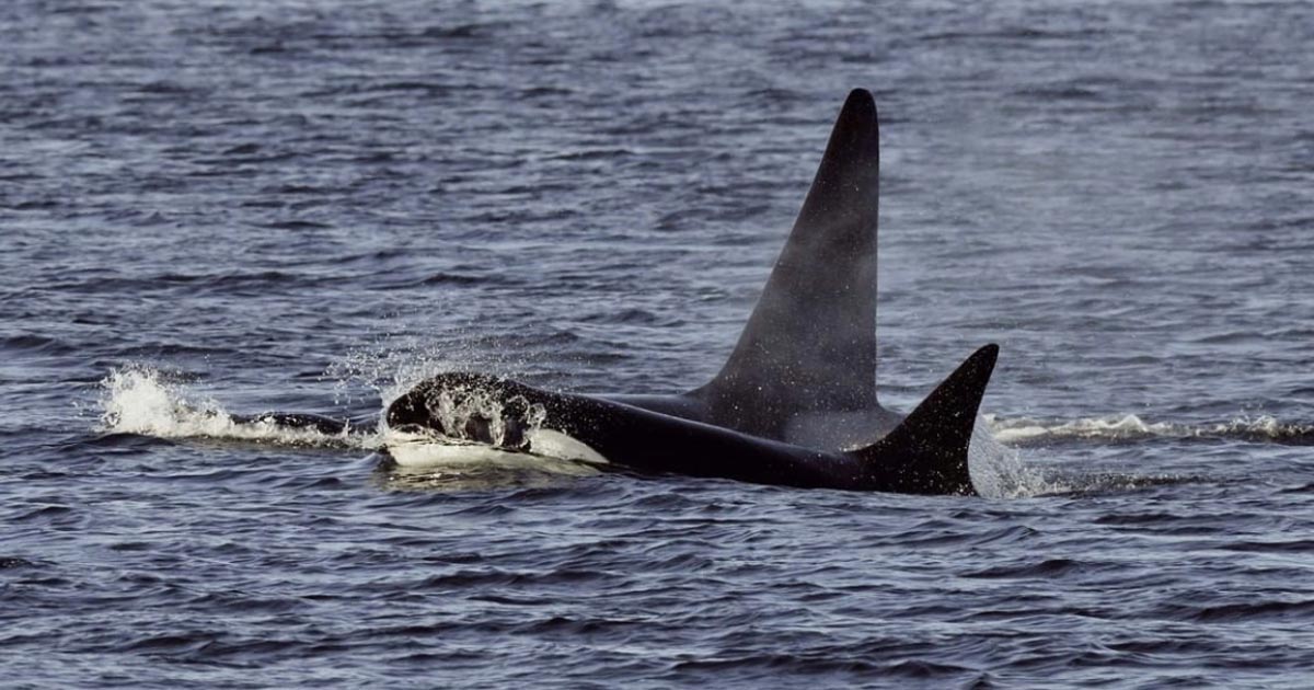 Two killer whales come to the surface of the Salish Sea.