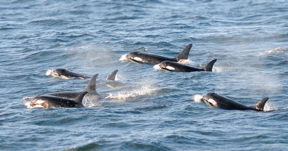 Southern Resident killer whales surface in a group in the Salish Sea.