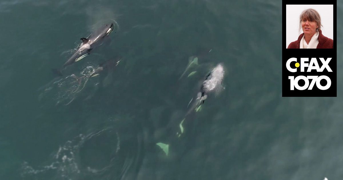 Aerial view of Southern Resident killer whales in the Salish Sea, and Misty Macduffee and CFAX logo in the foreground.