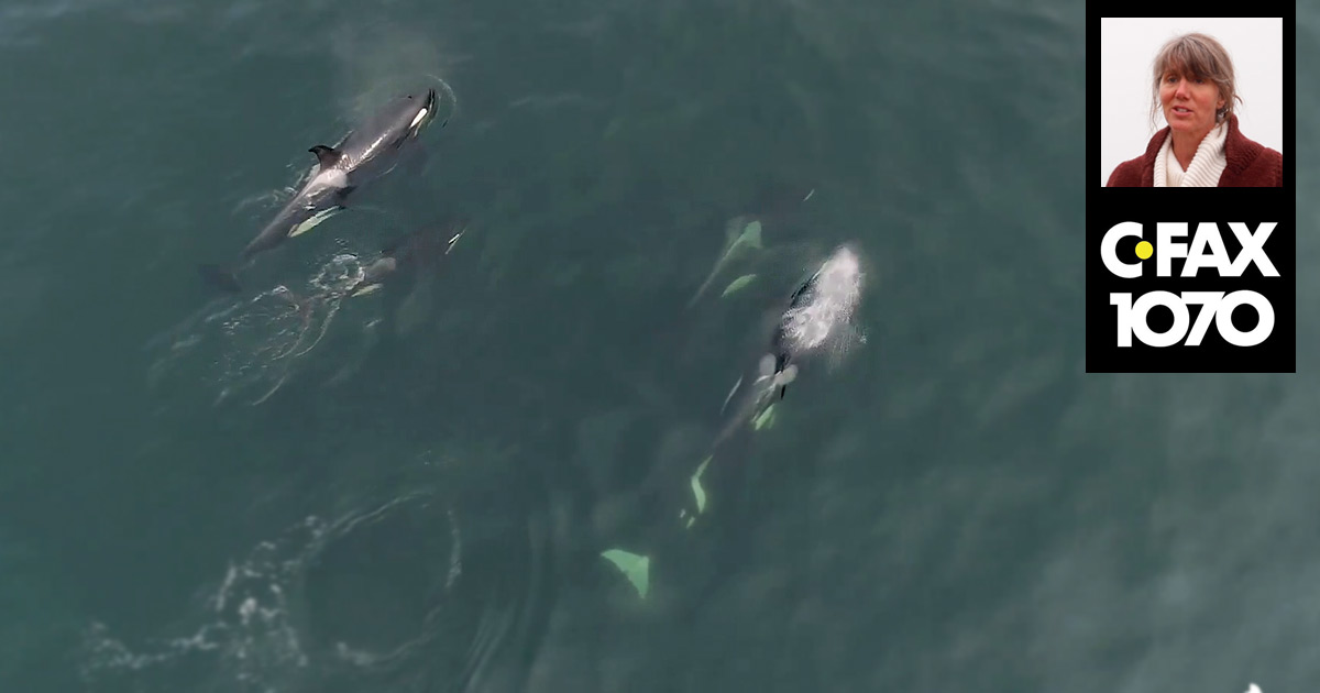 Aerial view of Southern Resident killer whales in the Salish Sea, and Misty Macduffee and CFAX logo in the foreground.