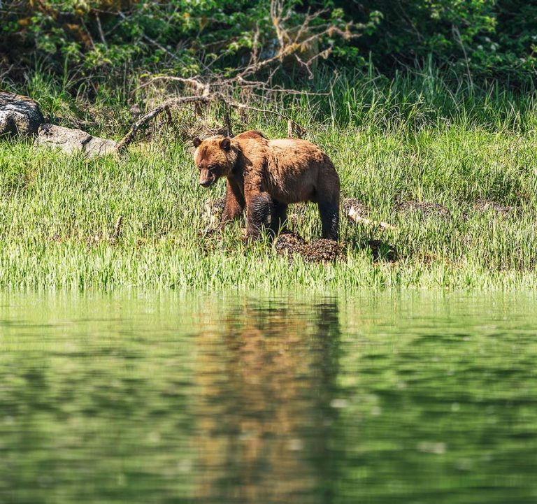 A first grizzly bear in the Kitlope | Raincoast