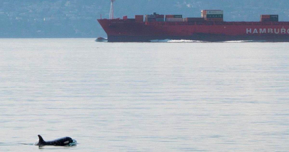 A killer whale in the foreground, with a container ship behind it in the mouth of the Fraser River.