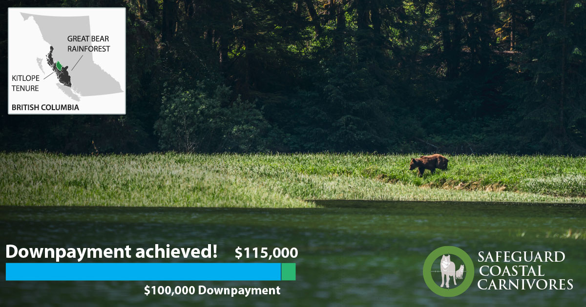 A grizzly bear wanders along a grassy bank in the Kitlope: a graphic identifying that the downpayment is achieved floats on top with a map of the coast.