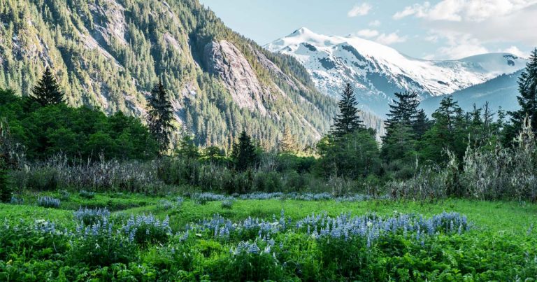 A stunning field of Lupin is framed by the epic mountains of the Kitlope.