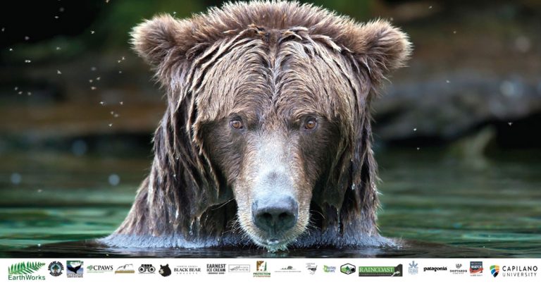 Co-existence a focus for this year’s BC Bear Day