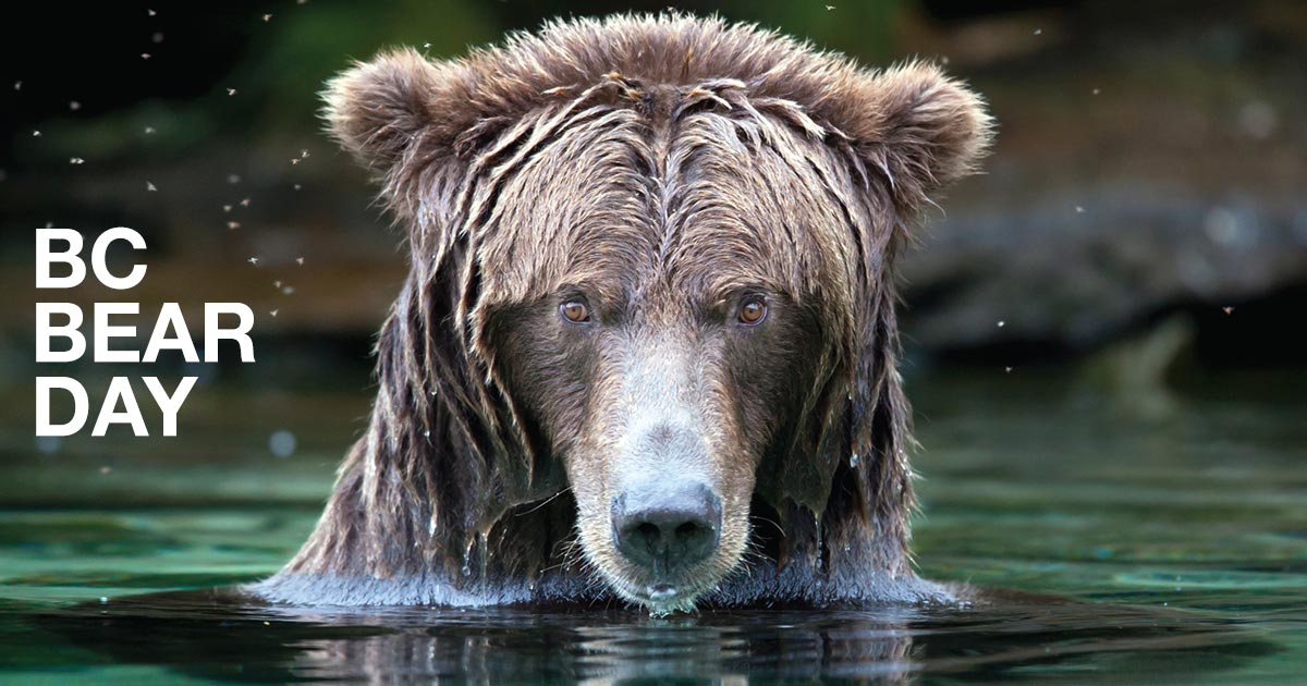 Grizzly bear sits in the water, for BC Bear Day.