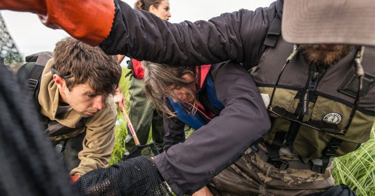 Dave Scott, Misty MacDuffee, Lia Chalifour, and Charlie Clark work in the Fraser River Estuary.