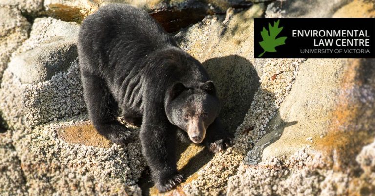 A black bear looks up as it climbs down to the water on the rocks.