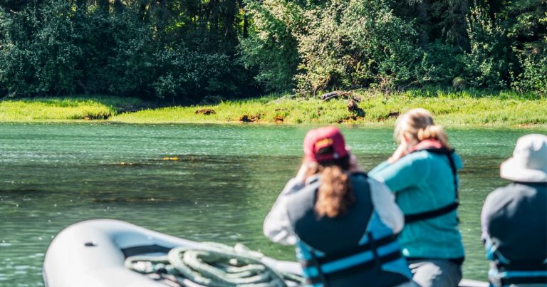 People in a boat a ways from shore, watch a grizzly bear, in the Kitlope.