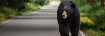 A happy large black bear walks down the road.