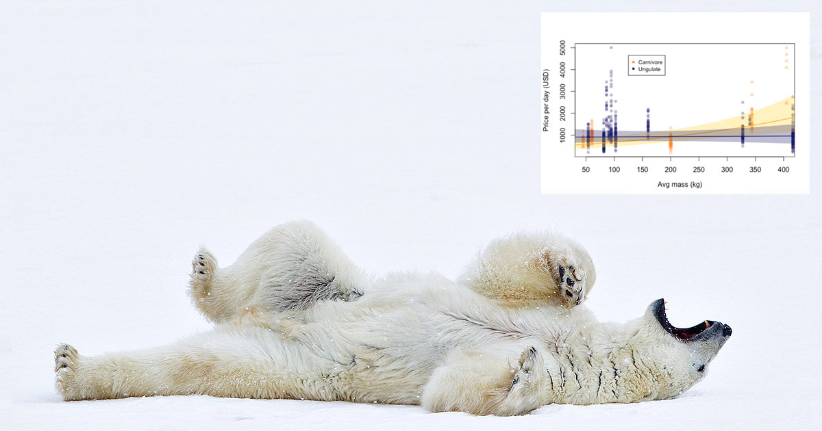 A polar bear rolls on their back with their mouth open, and there's a graph floating in the top right.