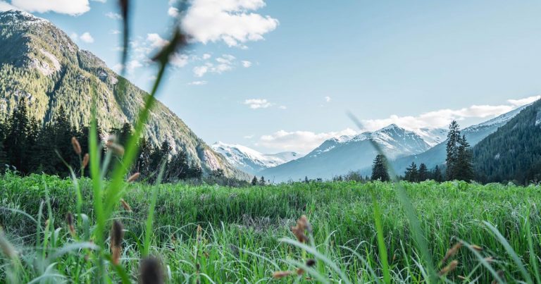 Grass in the foreground gives way to epic mountains of the Kitlope valley.