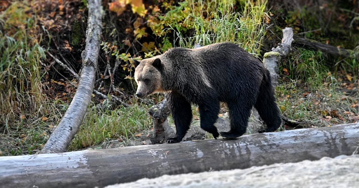 A bear walks along the water on a log.