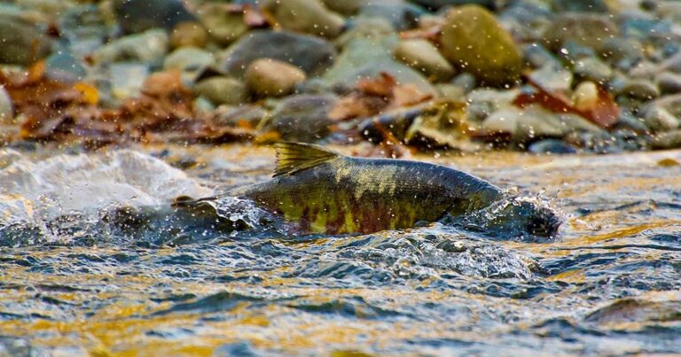 Finding communities in salmon conservation