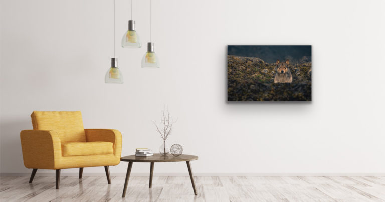 Rain wolf, by Christina Mittermeier, on a white wall with a lovely yellow chair.