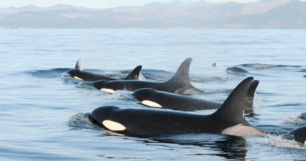 Southern Resident killer whales on the surface of the blue Salish Sea.