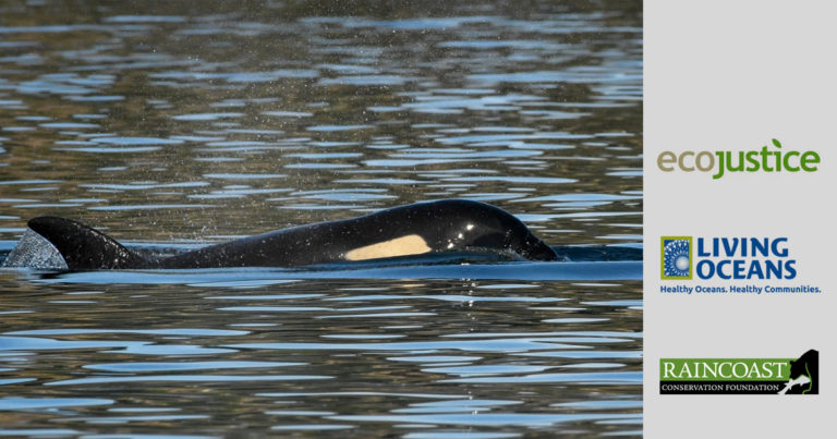 Ecojustice, Living Oceans Society, and Raincoast logos beside a Southern Resident killer whale.