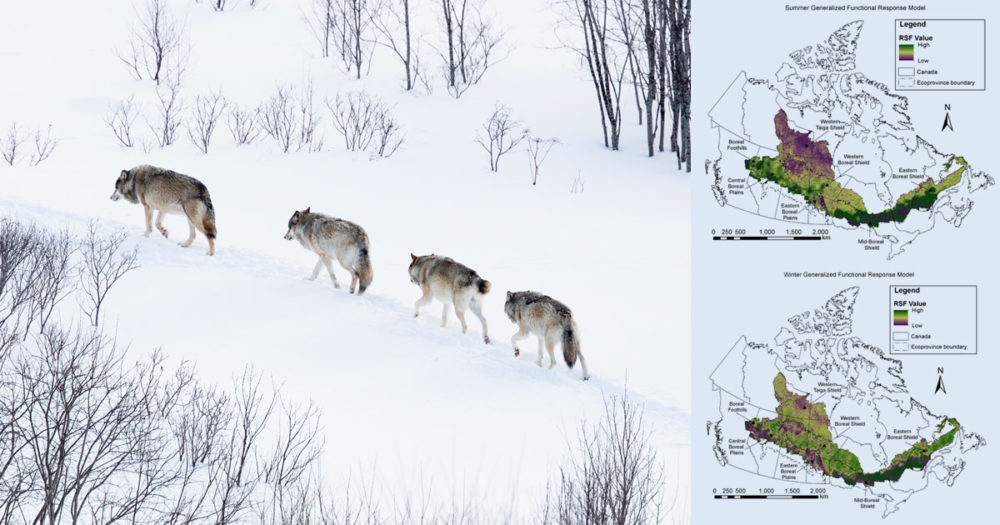 Four wolves walk up a hill following a narrow path, research maps superimposed on top.