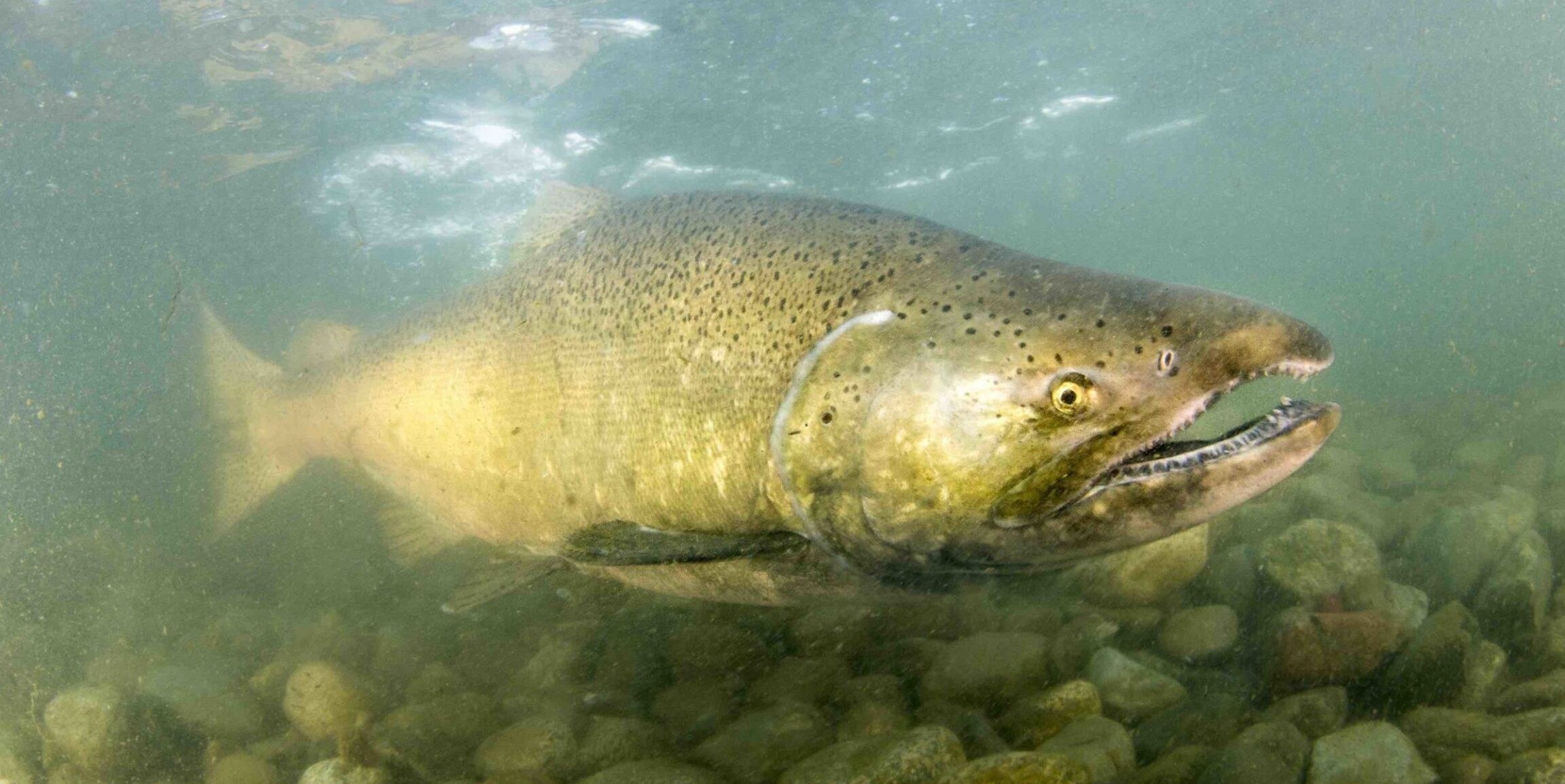 A large salmon swimming under the water.